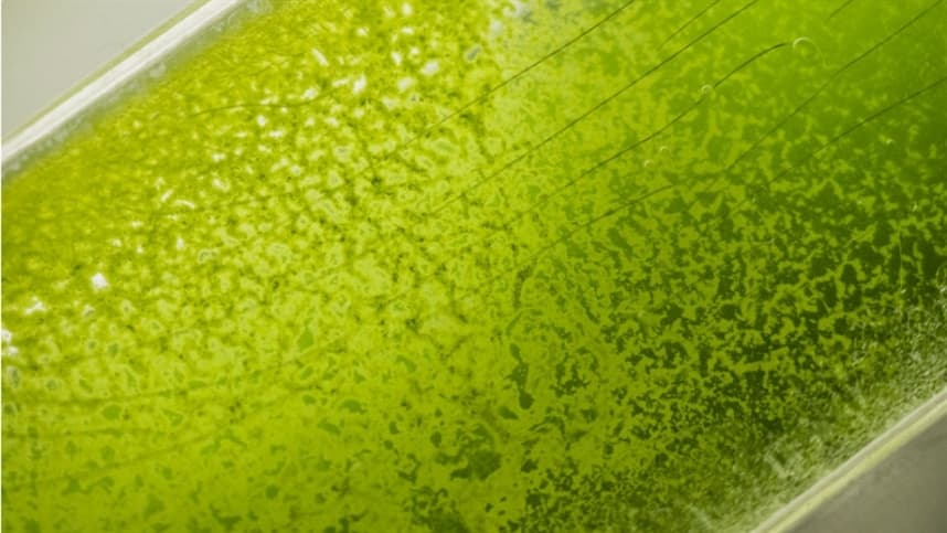 Prospecção de microalgas no Brasil impulsiona biotecnologia