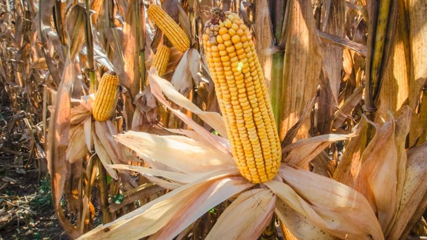 Mercado de milho em queda pressionado pela colheita no Brasil