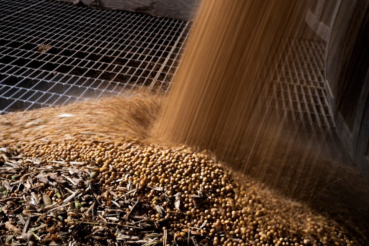 Colheita da soja atinge 82% da área cultivada no Brasil