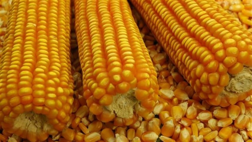 Pragas de cigarrinhas prejudicam plantações na Argentina