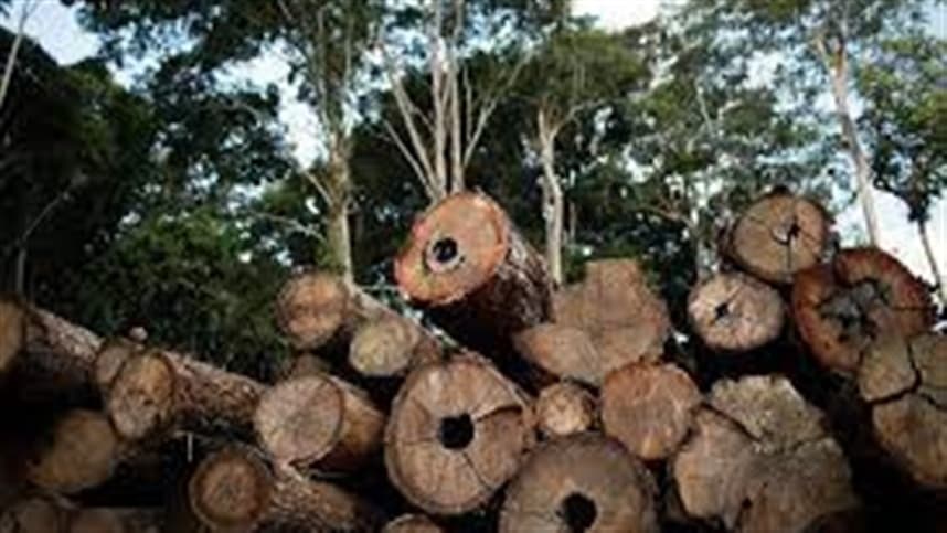 Revogadas normas de extração de madeira em terras indígenas