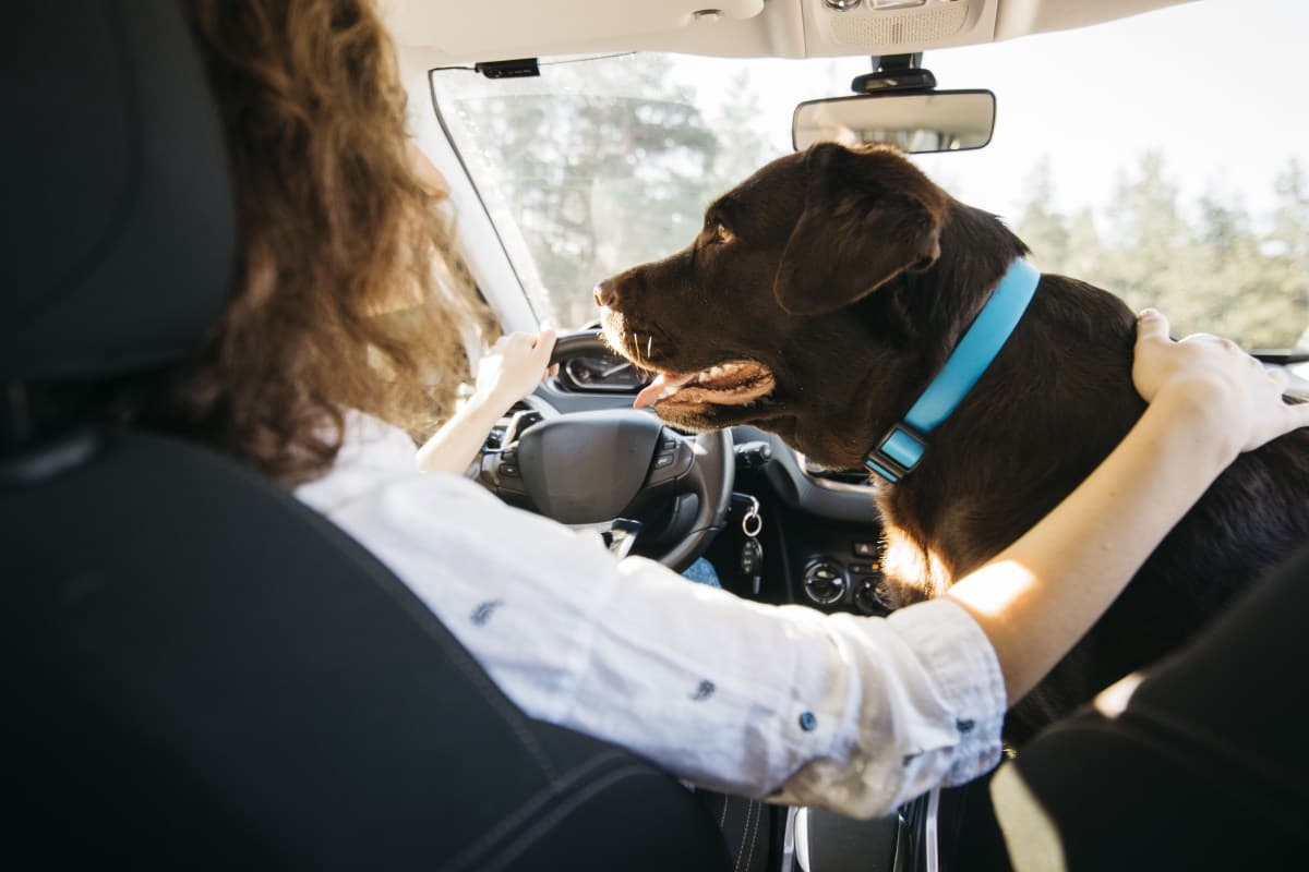 São Paulo proíbe acorrentar cães e gatos para proteção animal