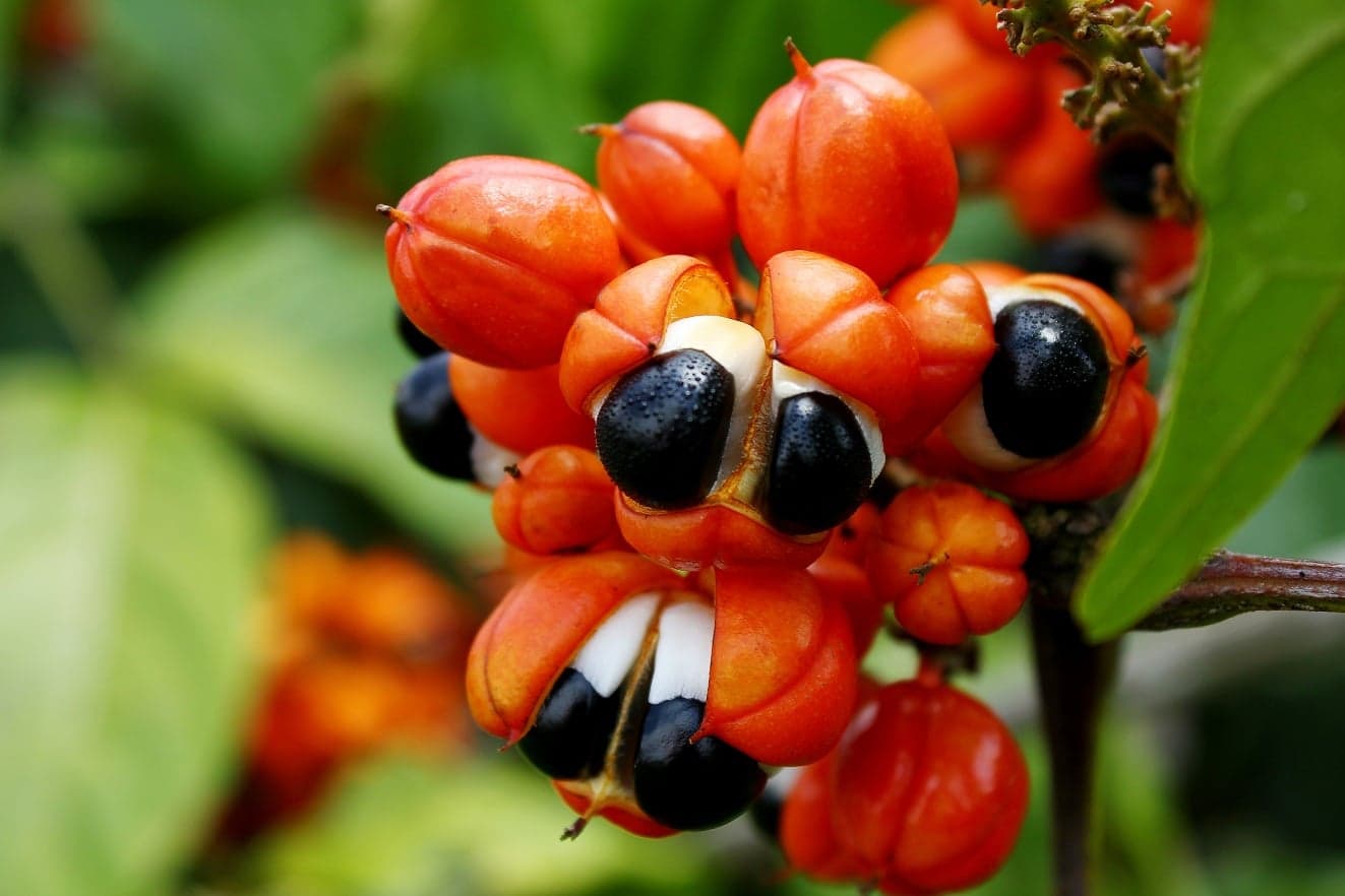 Unicamp desenvolve método inovador para extração sustentável de guaraná