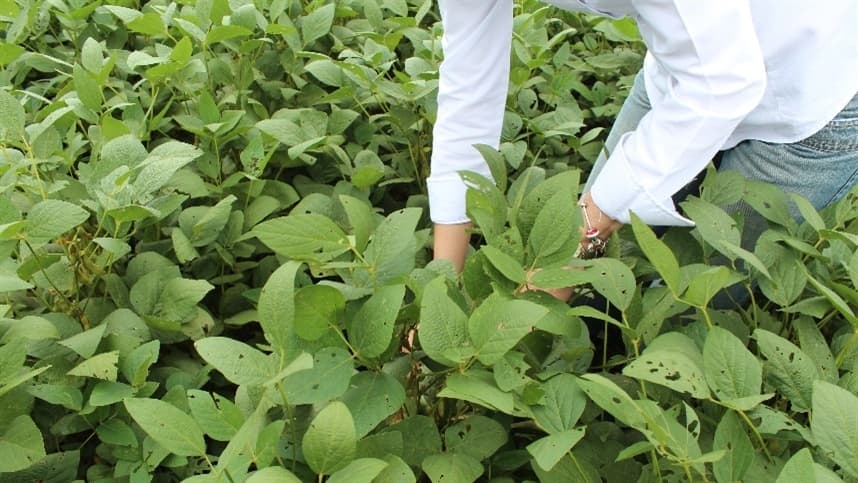 O que é o Mofo-Branco e como afeta a soja?