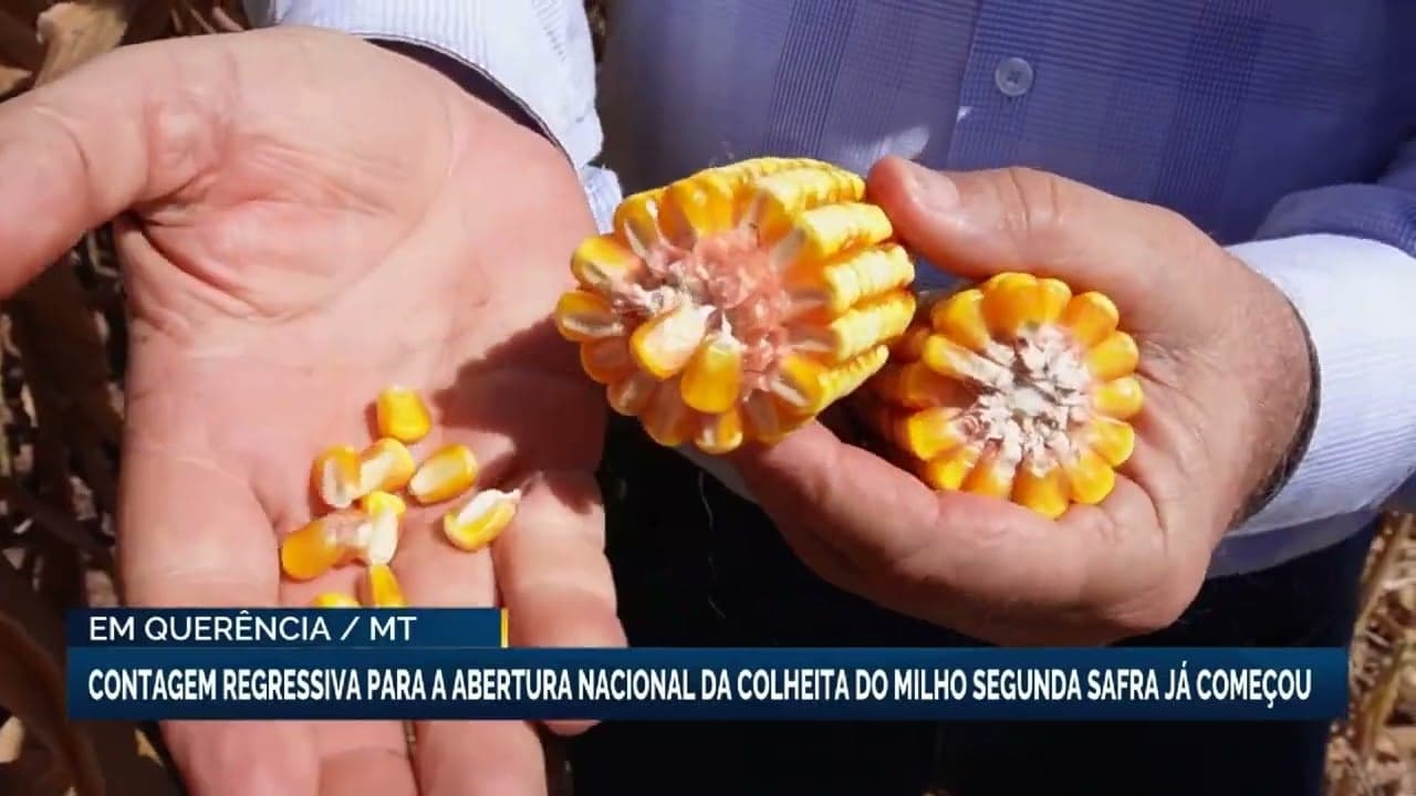 Abertura da colheita do milho em Querência promete ser marco nacional