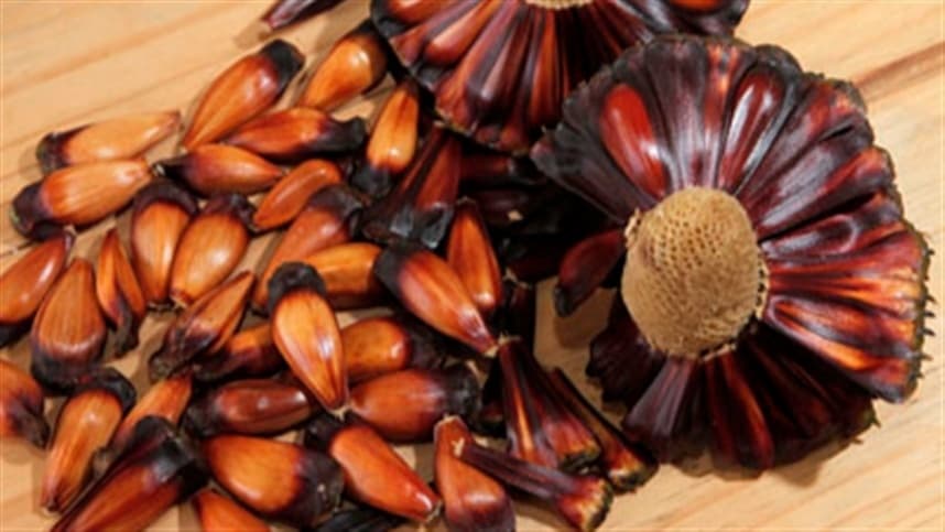 Início da temporada de colheita de pinhão no Rio Grande do Sul