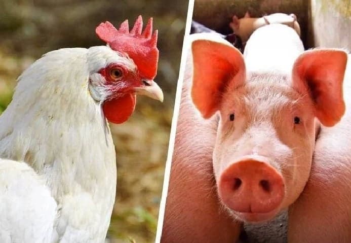 Custos de produção de frango e suíno aumentam em agosto