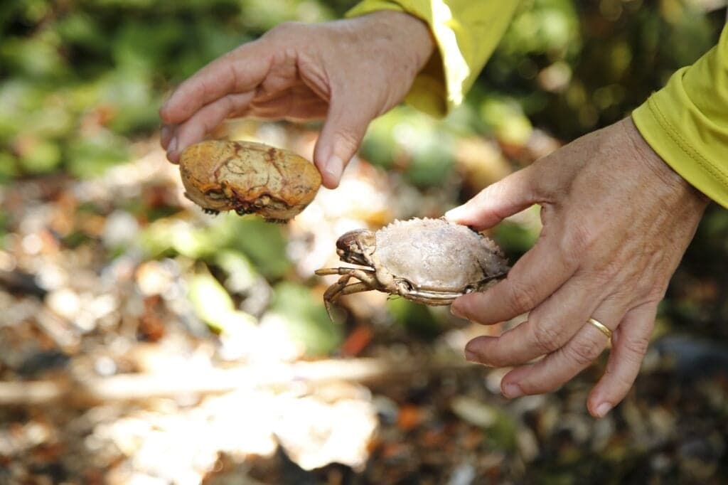 São Cristóvão transforma resíduos de crustáceos em biofertilizantes