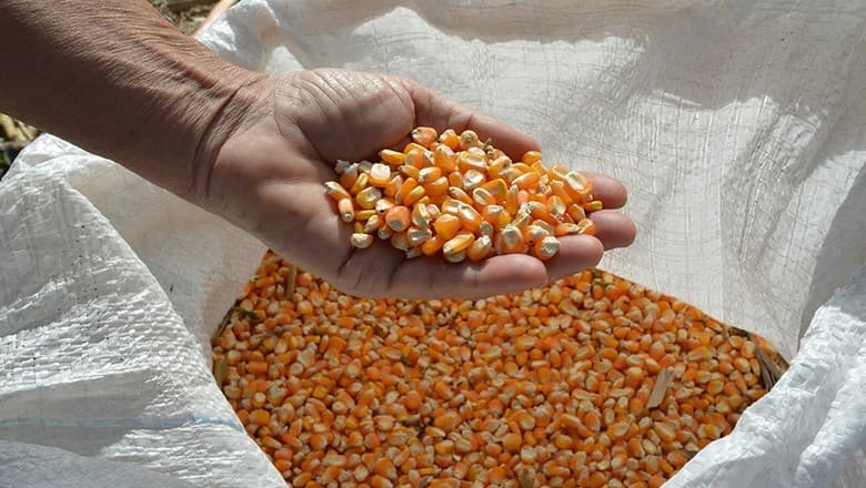 Milho e trigo têm alta na bolsa de Chicago após tensões na Ucrânia