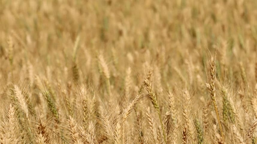 Manejo do trigo em solos arenosos: desafios e soluções