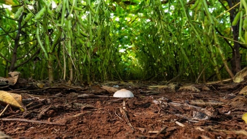 Gigante brasileira aposta na agricultura regenerativa com a construção de fábrica de bioinsumos