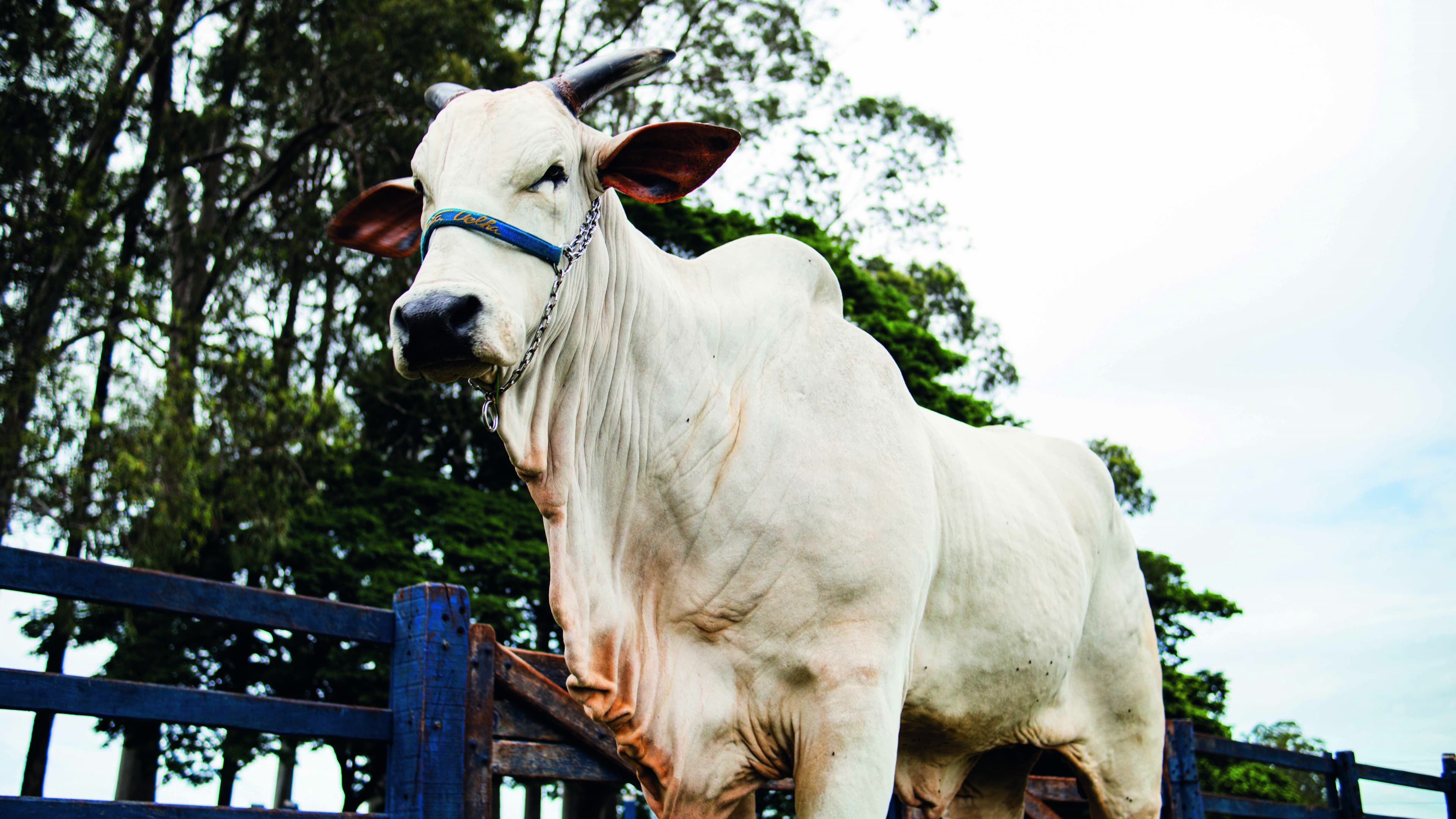 Nelore Donna se torna a vaca mais cara do mundo em leilão no Brasil