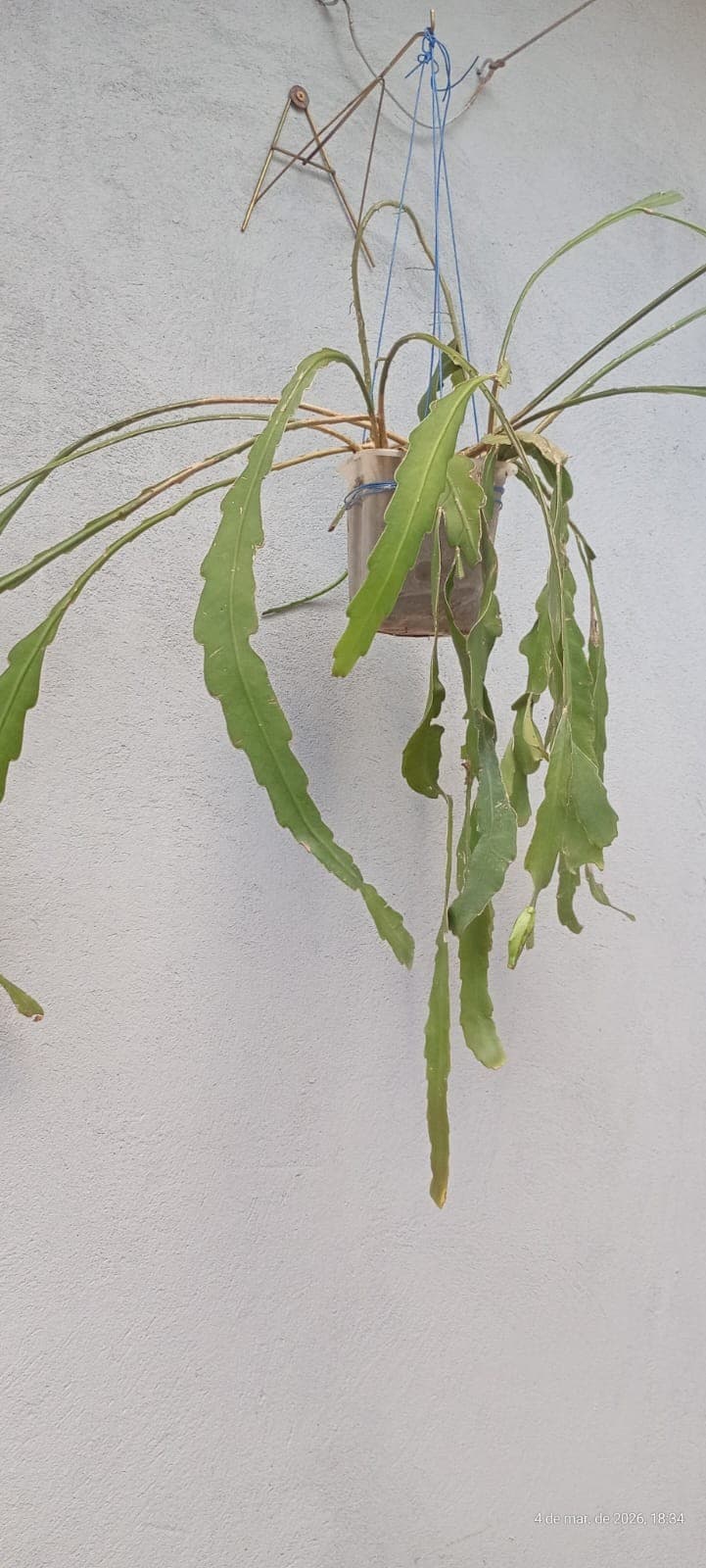 Cuidados com a flor dama-da-noite para melhorar a frutificação