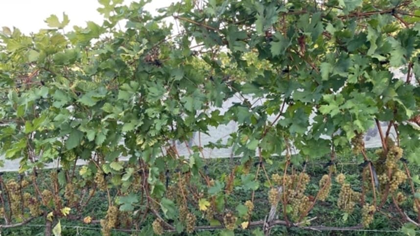 EPAMIG avalia uvas resistentes a doenças para vinhos no Sul de Minas