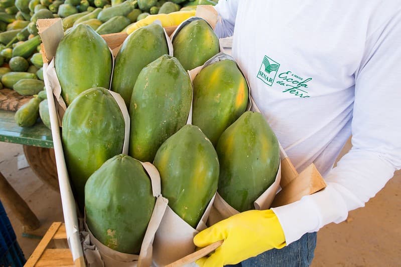 Cotações do mamão formosa caem em Minas Gerais