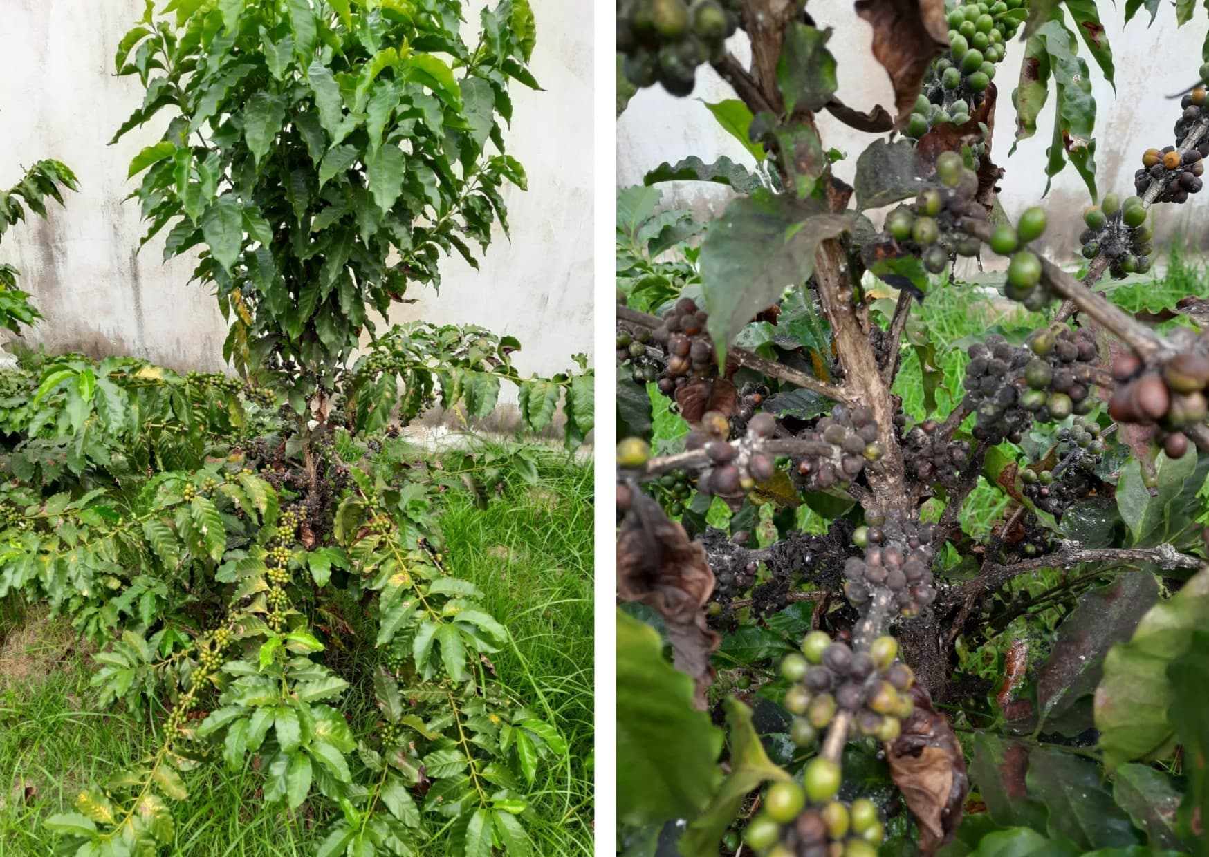 Problemas em plantas de café geram dúvidas para um produtor em SP