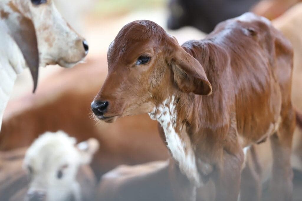 Ministério da Agricultura inicia vacinação contra brucelose em bezerras