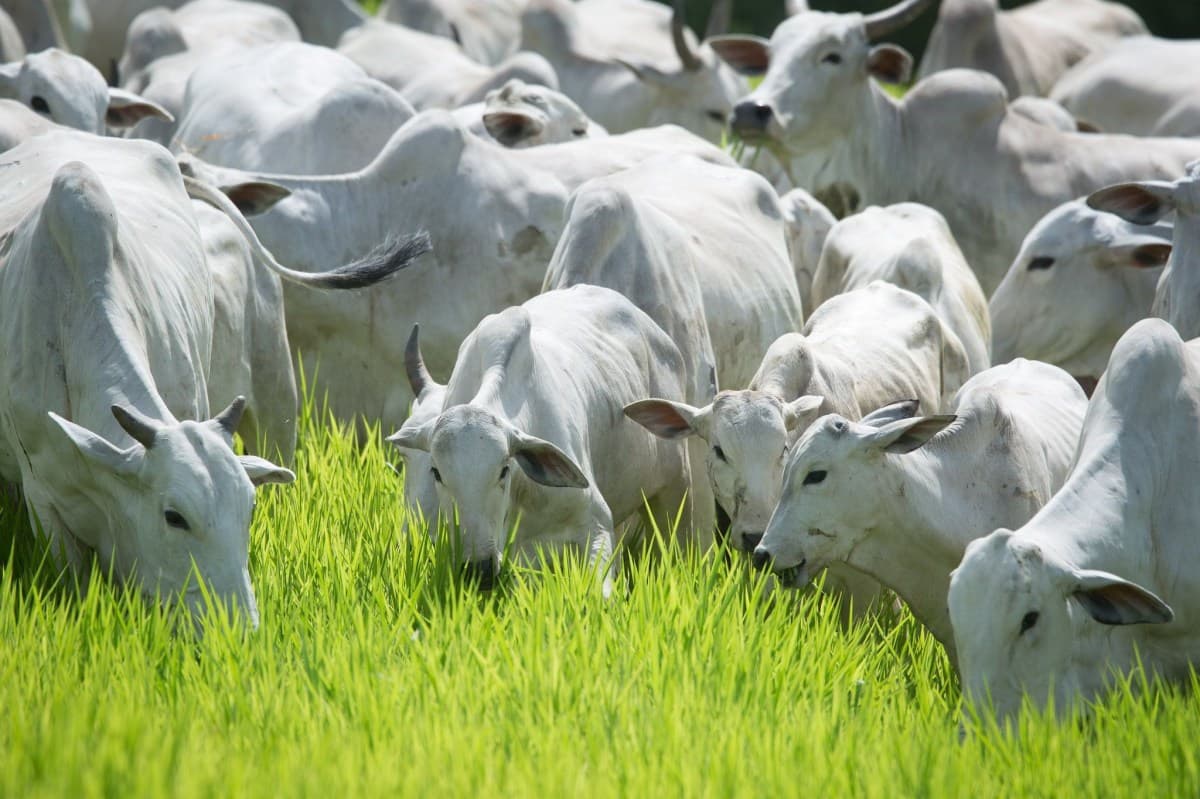 Rebanho bovino no Brasil cai 1,7% em 2025, enquanto produção de leite e ovos atinge recordes