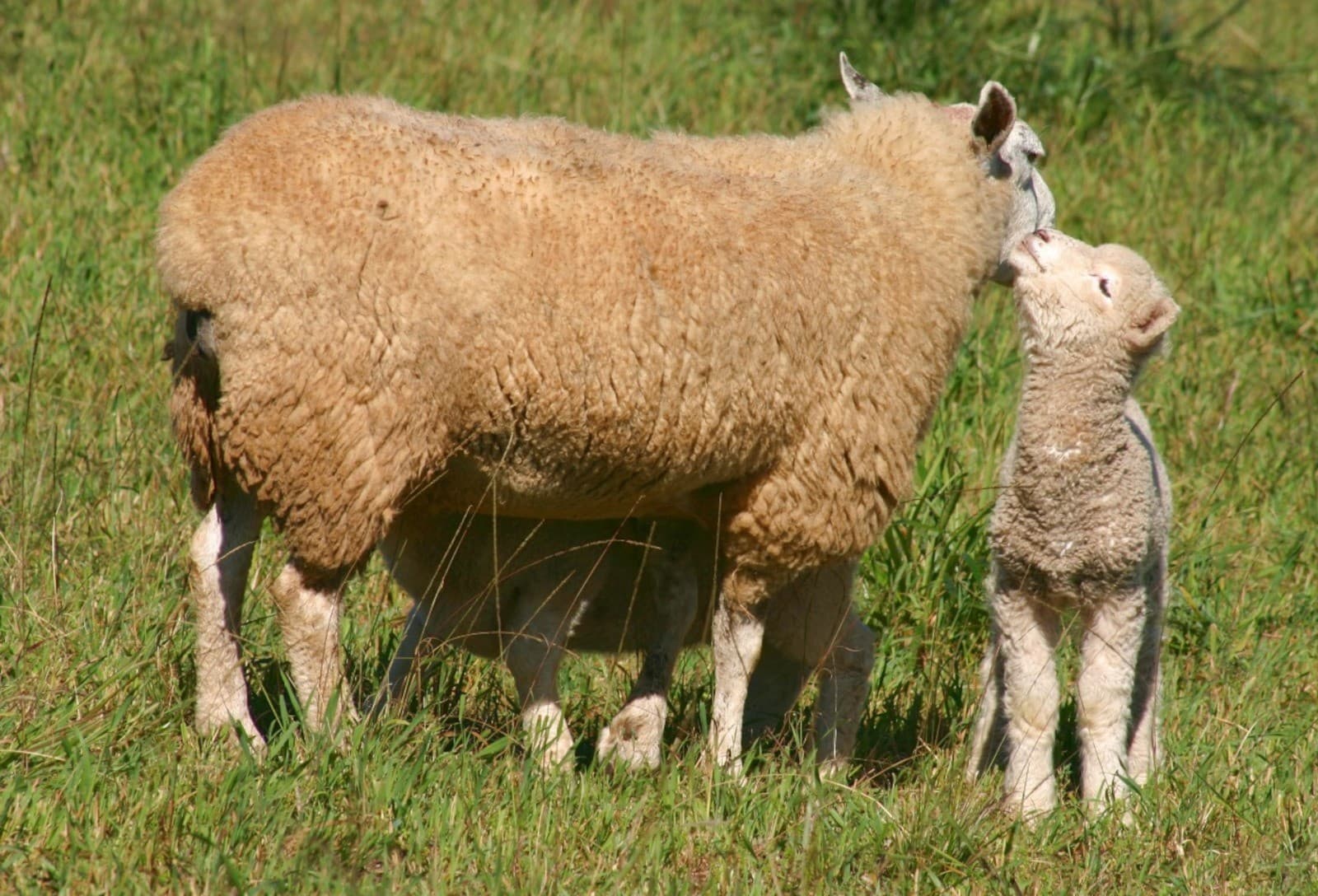 Ovinocultores do RS se preparam para desafios de clima em parições