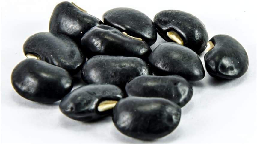 Perspectivas otimistas para a safra de feijão no Rio Grande do Sul