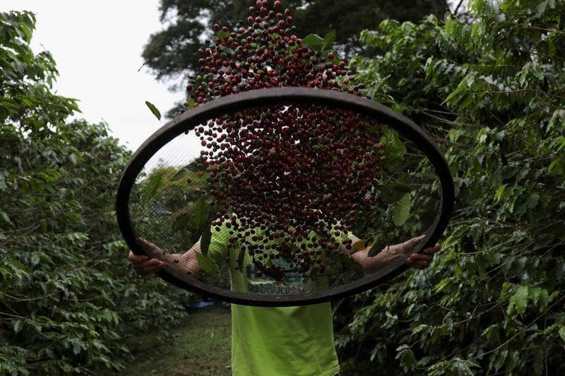 Café brasileiro tem alta inesperada em meio ao pico da colheita