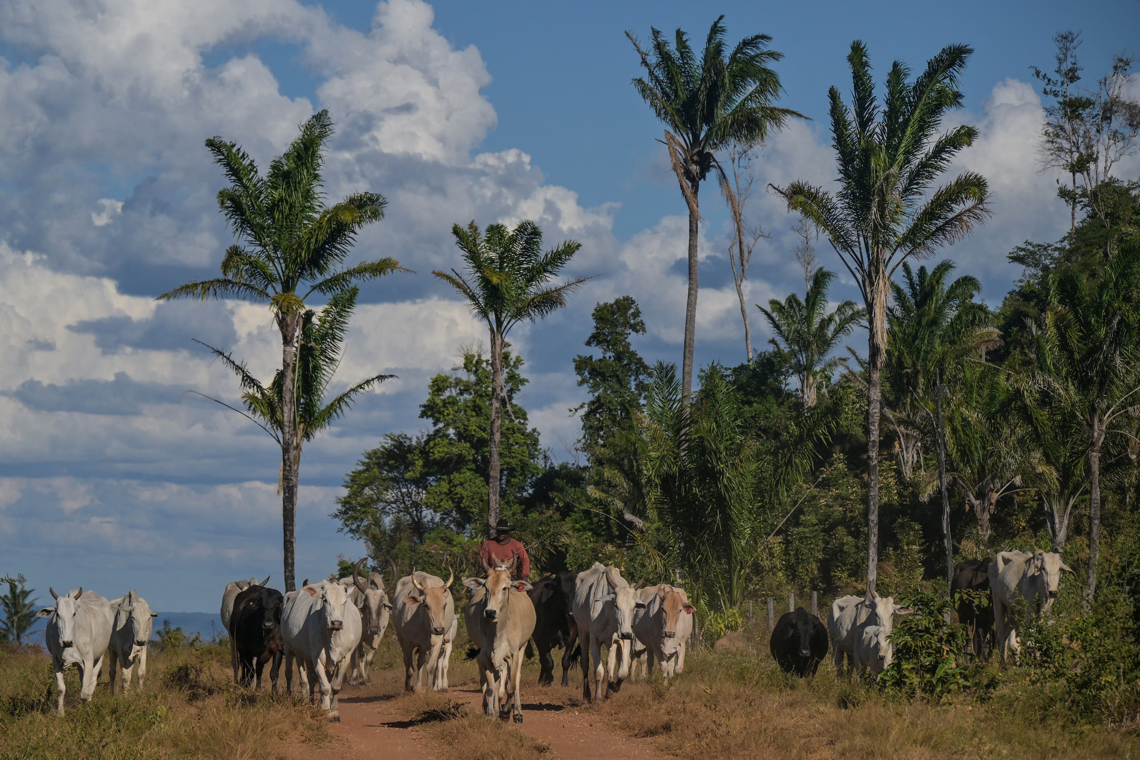 Brasil tem mais de 234 milhões de bovinos e 1,6 bilhão de galinhas