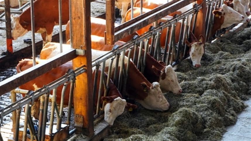 Minas Gerais atinge alto índice vacinal contra brucelose em bovinos e bubalinos, com 77,5% de cobertura