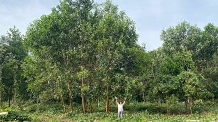 Estudo sobre Terra Preta Revela Potencial de Crescimento para Ipê-Roxo no Amazonas