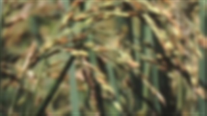 Novidades no cultivo de arroz de terras altas são apresentadas em dia de campo