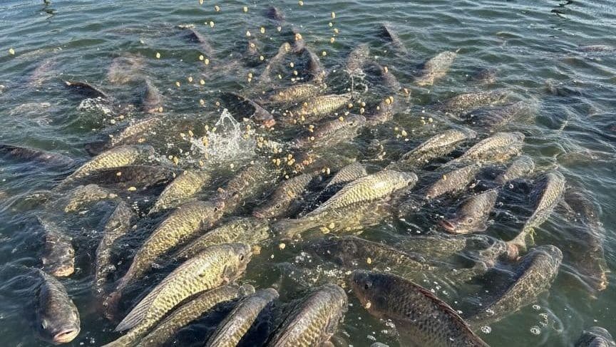 Abipesca propõe cota para importação de filés de tilápia diante do aumento da concorrência externa