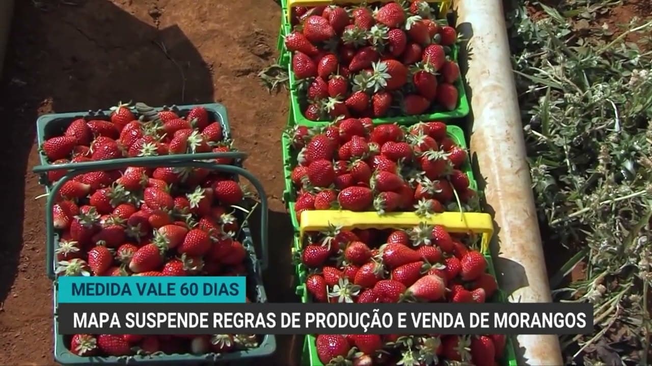 Ministro suspende regras para comercialização de morangos
