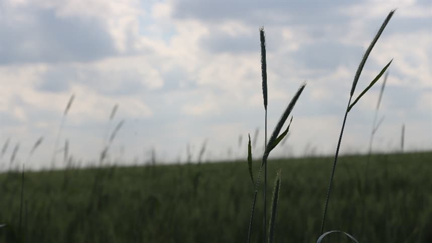 Prognóstico do Inmet aponta desafios climáticos variados para agricultura