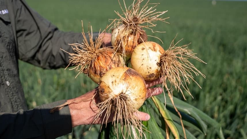 Sakata Seed expõe novidades importantes na Hortitec 2026