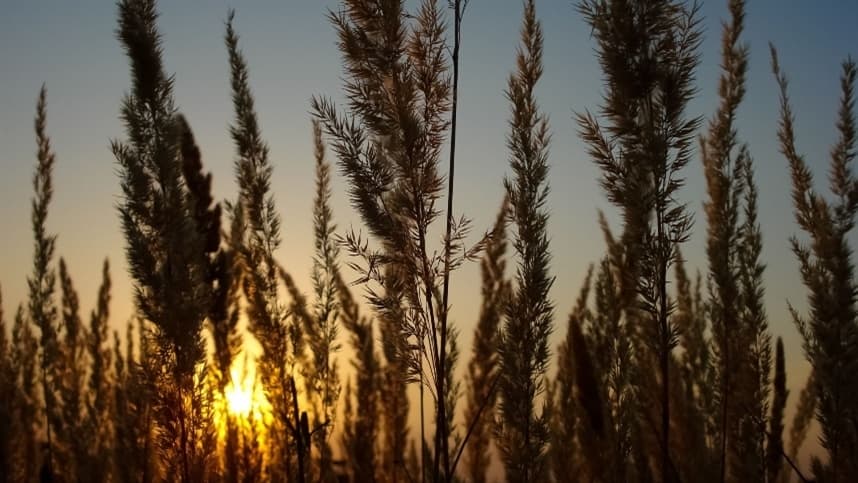 Preços do trigo continuam estáveis no mercado brasileiro