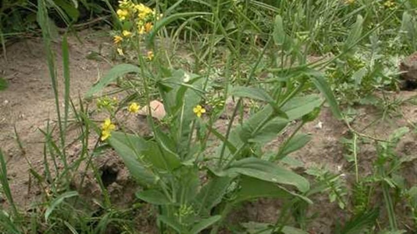 Invasora demonstra resistência a glifosato, 2,4-D e inibidores de ALS