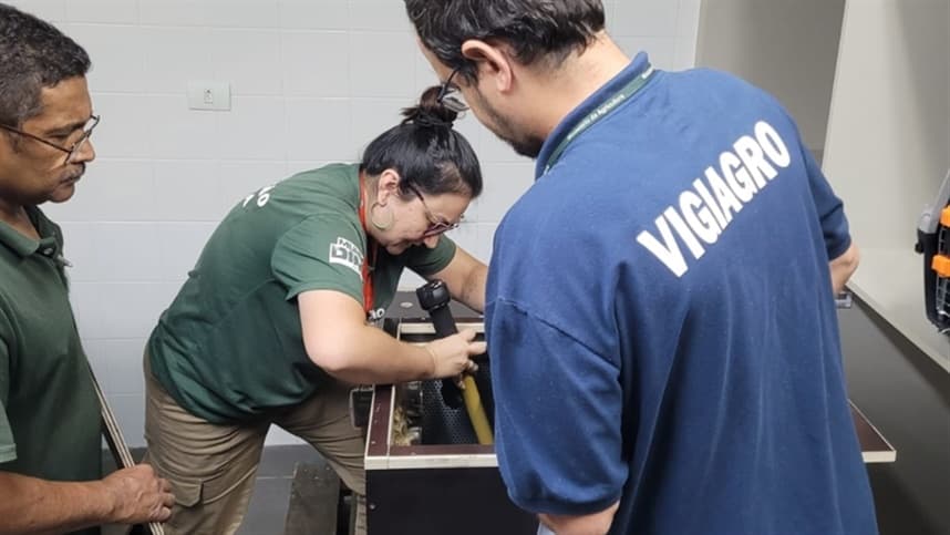 Quatro porcos-espinho chegam a São Paulo após fiscalização rigorosa