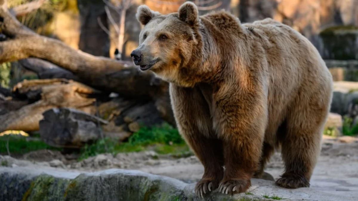 Imagem falsa de urso-pardo provoca susto e multa em Magdagachi