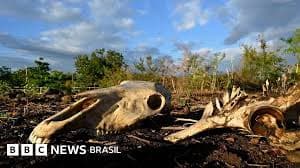 Impactos do El Niño na Agricultura: O Que Esperar
