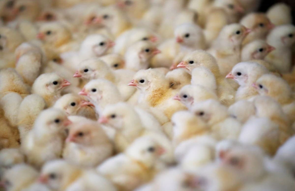 Investigação revela descarte de aves recém-nascidas em incubatório no Sul do Brasil