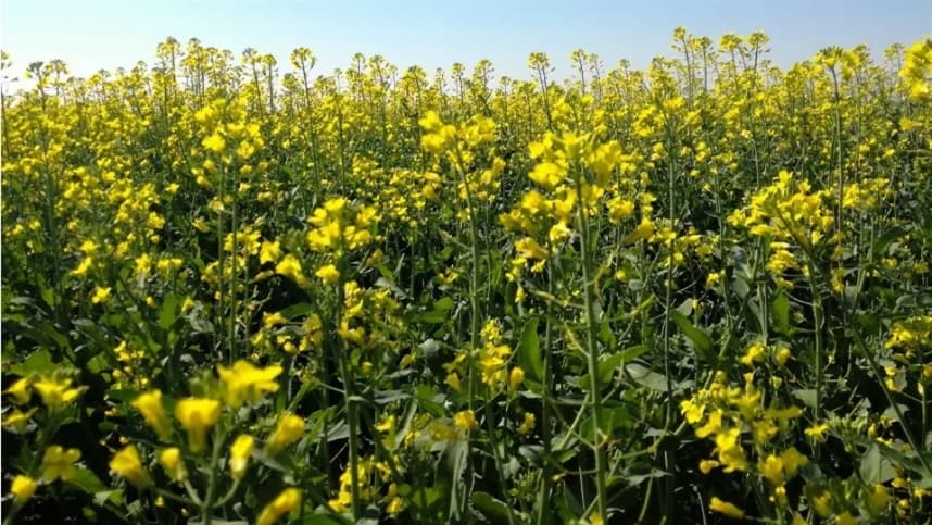 Expansão da carinata no Rio Grande do Sul atrai produtores