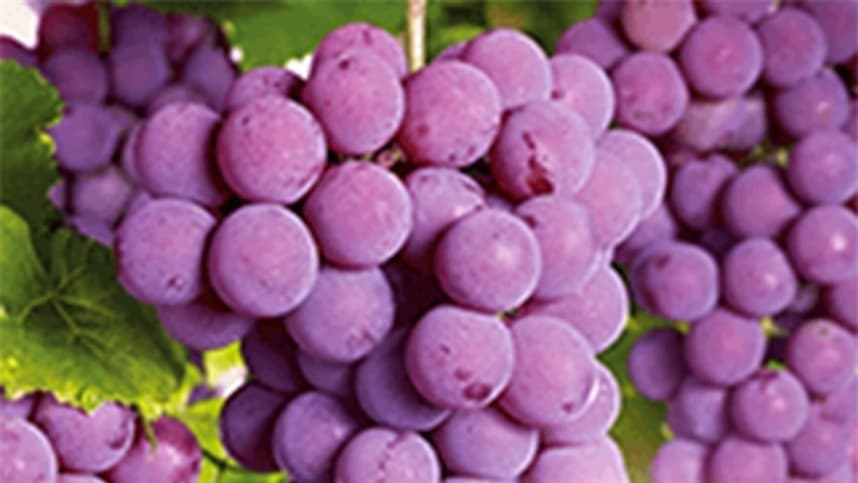 A adaptação das uvas Piwis em Minas Gerais: como está o desenvolvimento da produção?