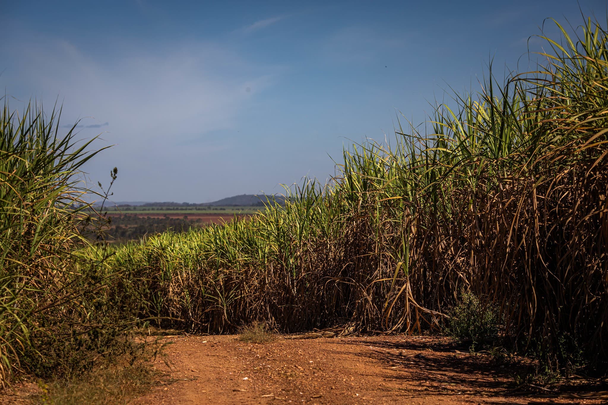 Área de cana-de-açúcar na Centro-Sul cresce 3,1% em 2026