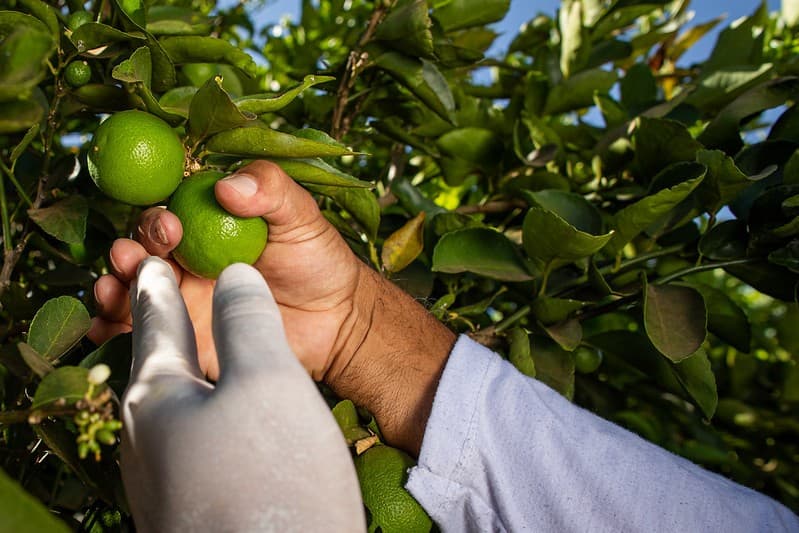 Preços do limão tahiti sobem com baixa oferta e alta demanda
