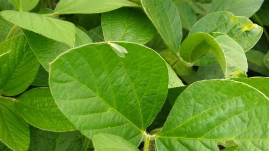 Benefícios econômicos de USD 30 bilhões: transgênicos no Brasil nos últimos 25 anos