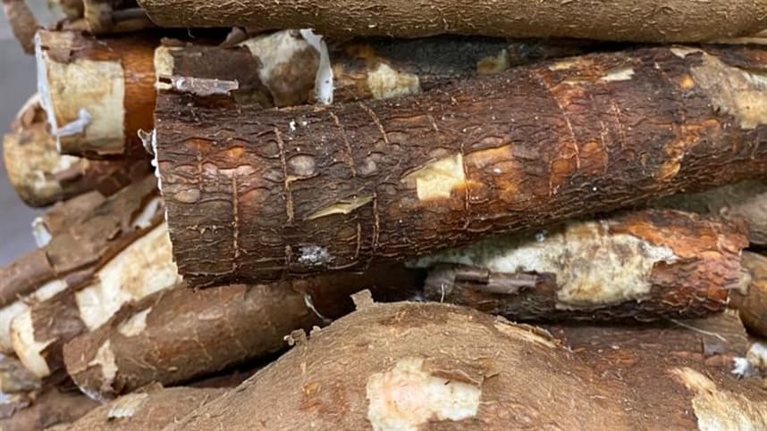 Impacto negativo do clima na venda de mandioca