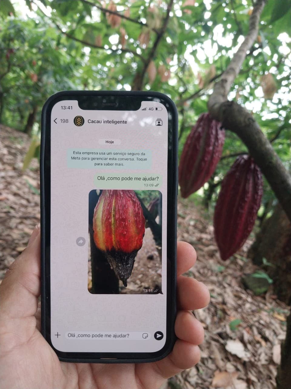 Aplicativo inovador ajuda produtores de cacau na Bahia