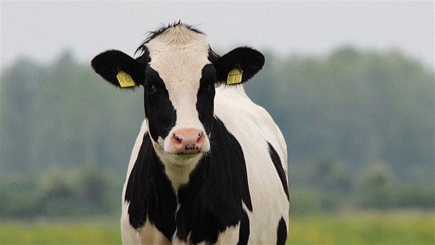 Situação da produção leiteira e dos rebanhos no Rio Grande do Sul