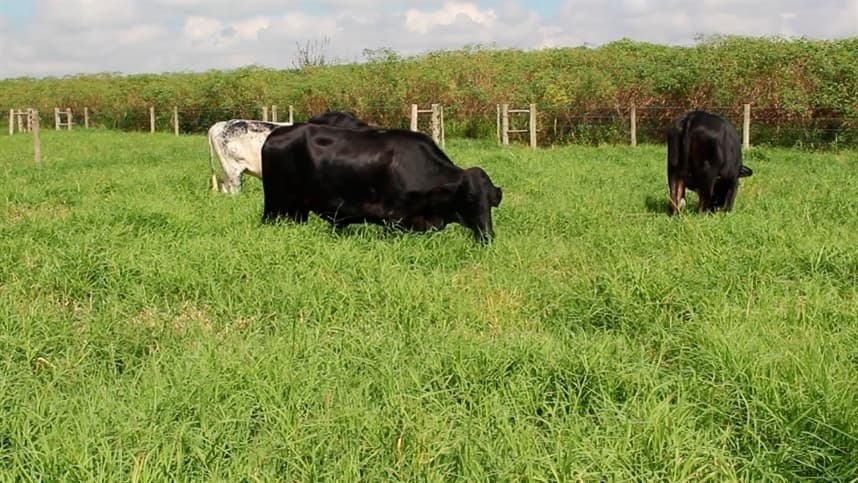 Estudo visa diminuir carbono na atmosfera