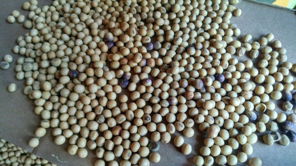 Possíveis perdas totais nas áreas não colhidas de soja no RS