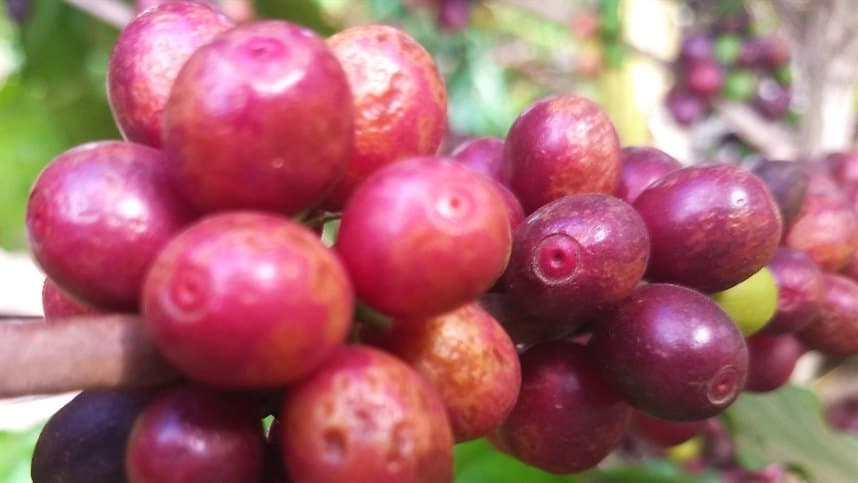 Crestamento-bacteriano do cafeeiro traz riscos em 2026